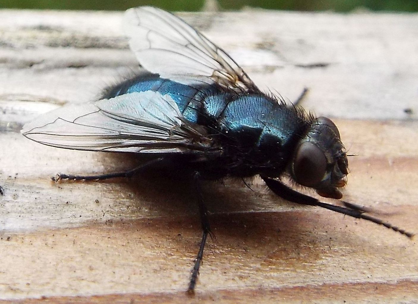 Mosca blu: Protophormia terraenovae (Calliphoridae)